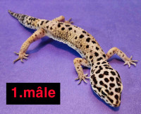 Gecko léopard-(et terrarium)