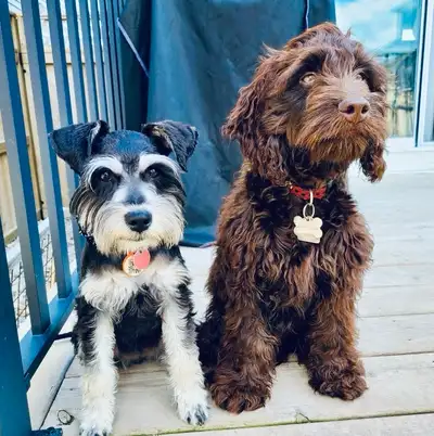 Pet Sitter, $20 Dog Boarding, Puppy Daycare , View more
