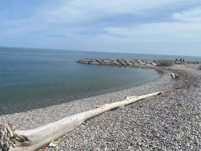 Looking for a beach friend!