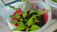Chili and Tomato babies or sprout for gardens
