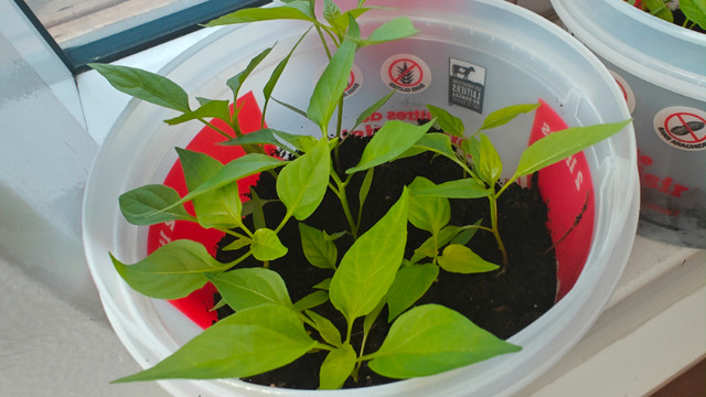 Chili and Tomato babies or sprout for gardens dans Plantes, engrais et terreaux  à Ville de Montréal - Image 2