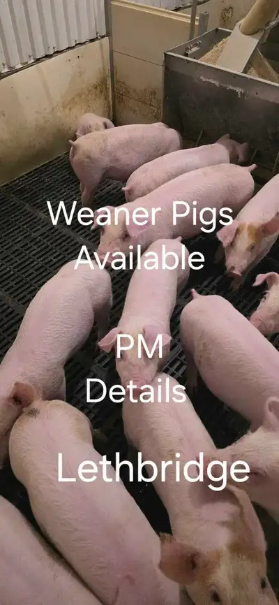 Weaner Pigs For Sale, View more