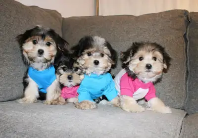 TEDDY BEAR MORKIES 2 BOYS LEFT! 647-838-6762, View more