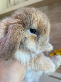 purebred holland lop bunny Mississauga / Peel Region Toronto (GTA) Preview