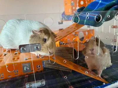 FREE Guinea Pigs, View more