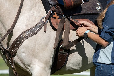 Turn Your Horse Passion into Profits! dans Chevaux et poneys à adopter  à Laurentides