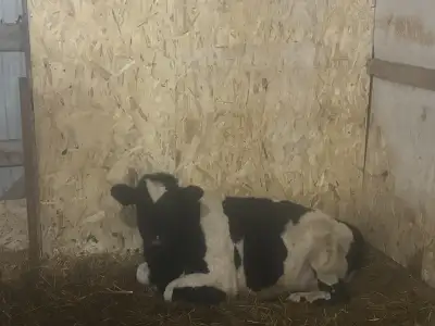 steer calf, View more