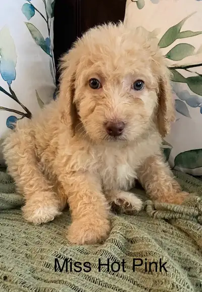 PUREBRED STANDARD POODLE PUPPIES, View more