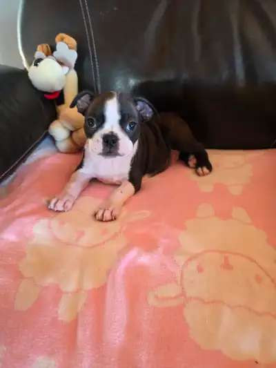 Chiots Boston-terrier, View more