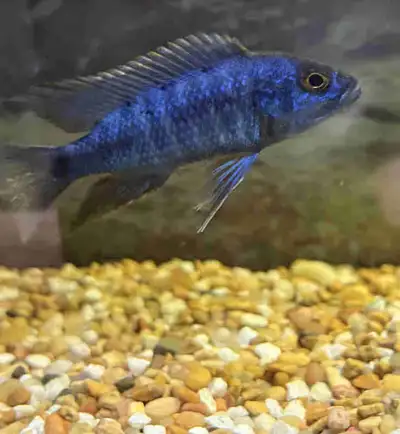 blue hap cichlid , View more