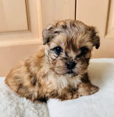 Sweetest Pekapoo puppies!! Ready to go June 14th. Mom is our beautiful pure bred white Pekingese (Lu...