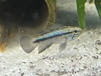 Dwarf Cichlids, View more