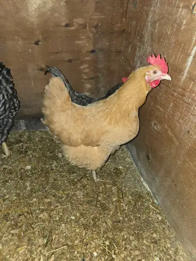 laying hens, View more