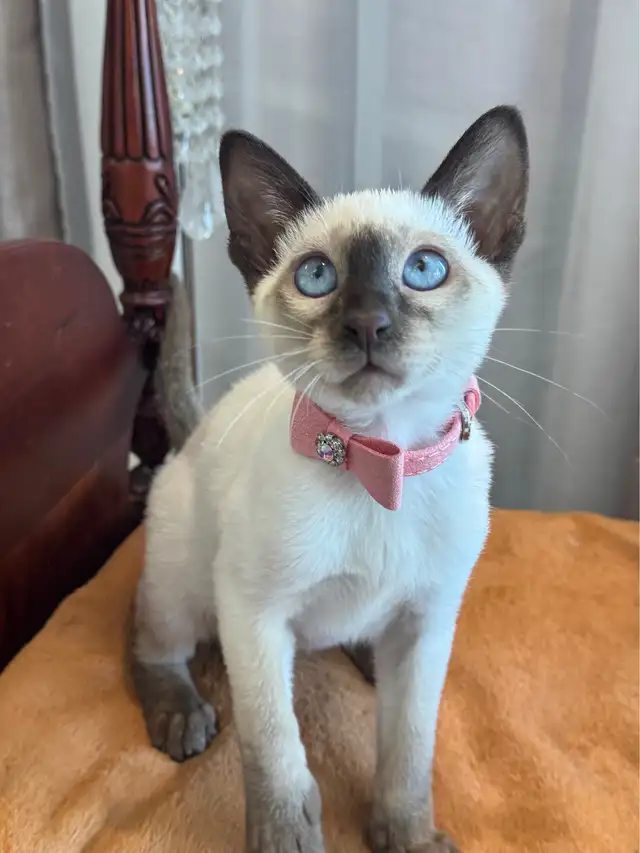 Tonkinois  femelle in Cats & Kittens for Rehoming in City of Montréal - Image 3