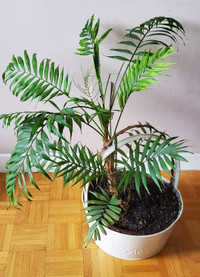 Majesty Palm Live Plant  2,3' height
