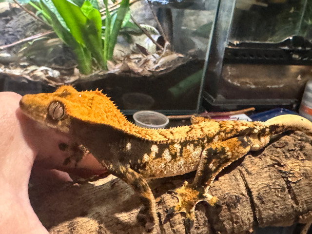 male crested gecko in Reptiles & Amphibians for Rehoming in Edmonton