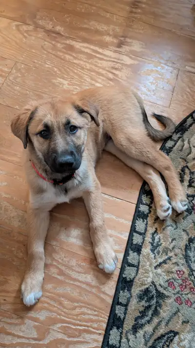 3mo Anatolian/Collie Needs Home, View more