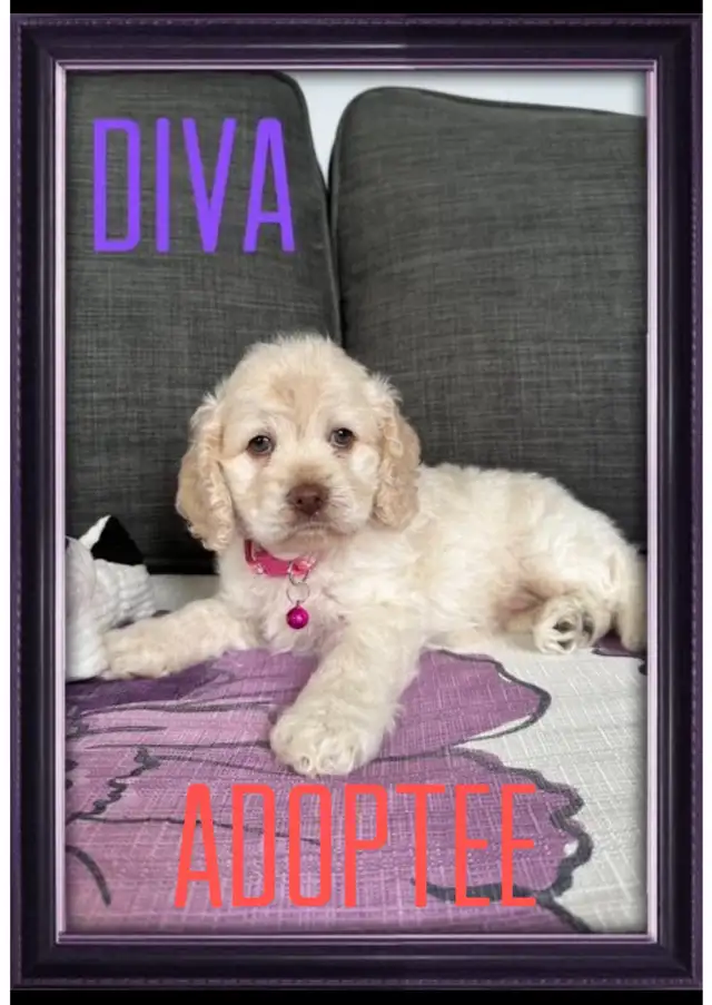 Petits chiots  cockapoo ( cocker x caniche ) in Dogs & Puppies for Rehoming in Lanaudière - Image 5