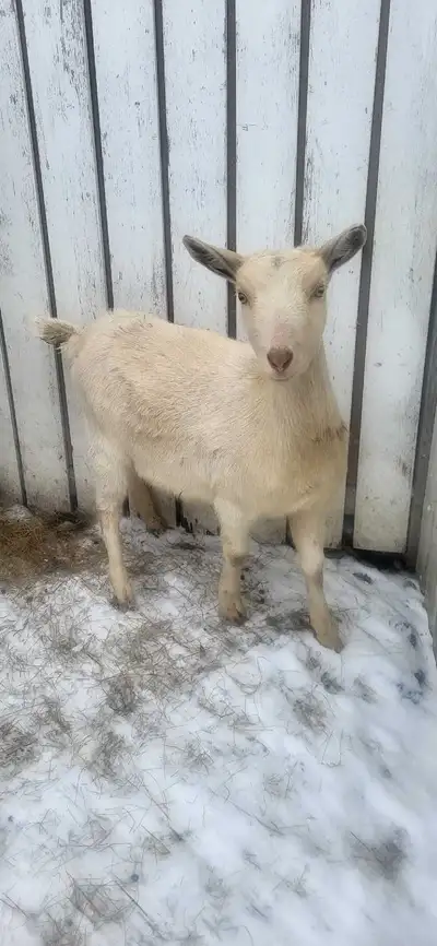 pregnant female Saanan goat PENDING, View more