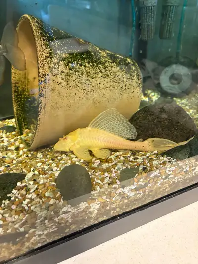 Albino Pleco, View more