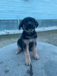 German Shepherd cross Lab and Border Collie Puppies for sale