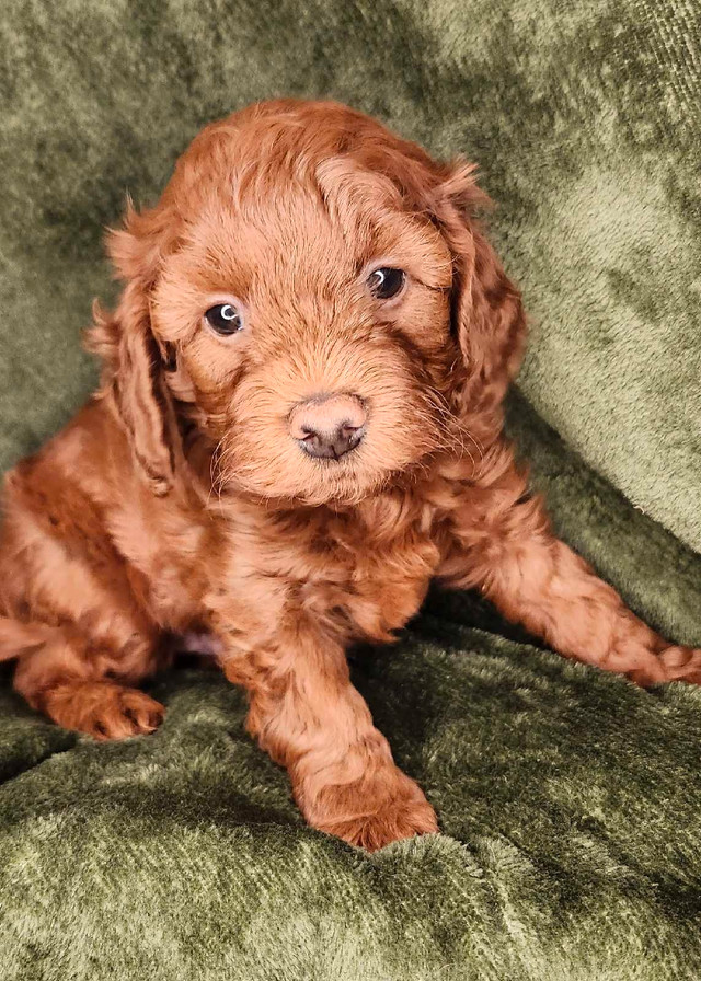 intelligent Mini Irishdoodles only two left in Dogs & Puppies for Rehoming in Calgary - Image 4