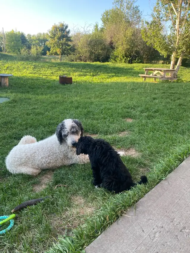 2 pups left!!  F2  Bernsheedoodle puppies in Dogs & Puppies for Rehoming in Strathcona County - Image 7
