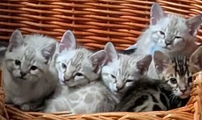 BENGAL KITTEN, View more