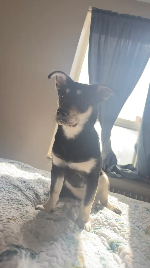 Finleigh – Female Corgi Mix Looking for an Experienced Home in Dogs & Puppies for Rehoming in City of Toronto - Image 7