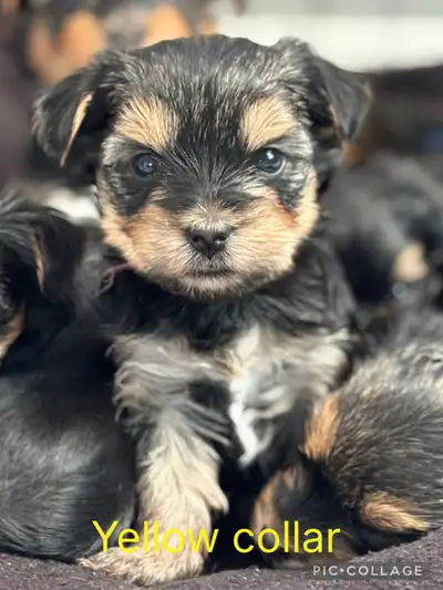3 Male Yorkshire Terrier puppies, View more