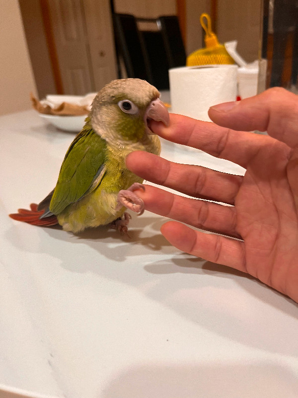 Baby Green Cheek Conure in Birds for Rehoming in Calgary