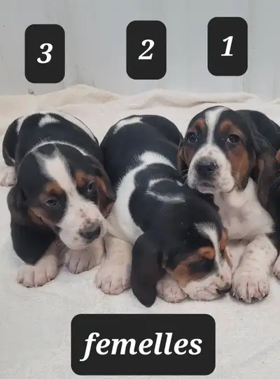 Basset Hound, View more
