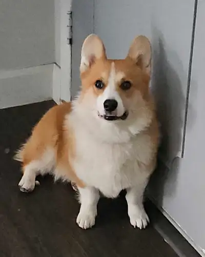 Corgi 1yr Male, View more
