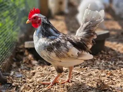 Miniature Serama Rooster, View more