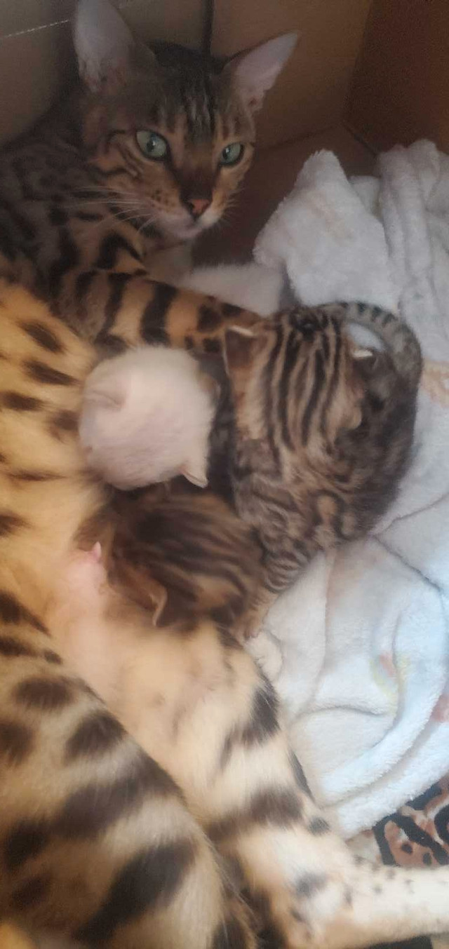 Bengal kittens in Cats & Kittens for Rehoming in Saint John