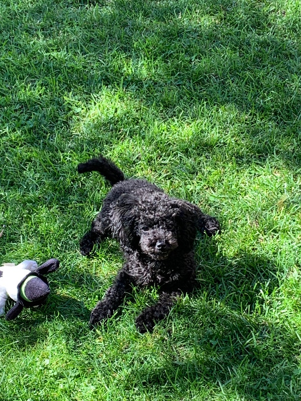 Toy poodle puppies for new home Dogs & Puppies for Rehoming Barrie