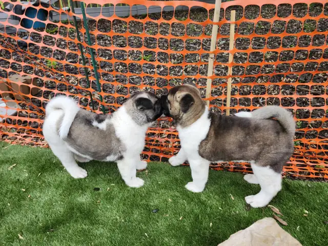 Purebred Akita Puppies in Dogs & Puppies for Rehoming in Windsor Region - Image 8