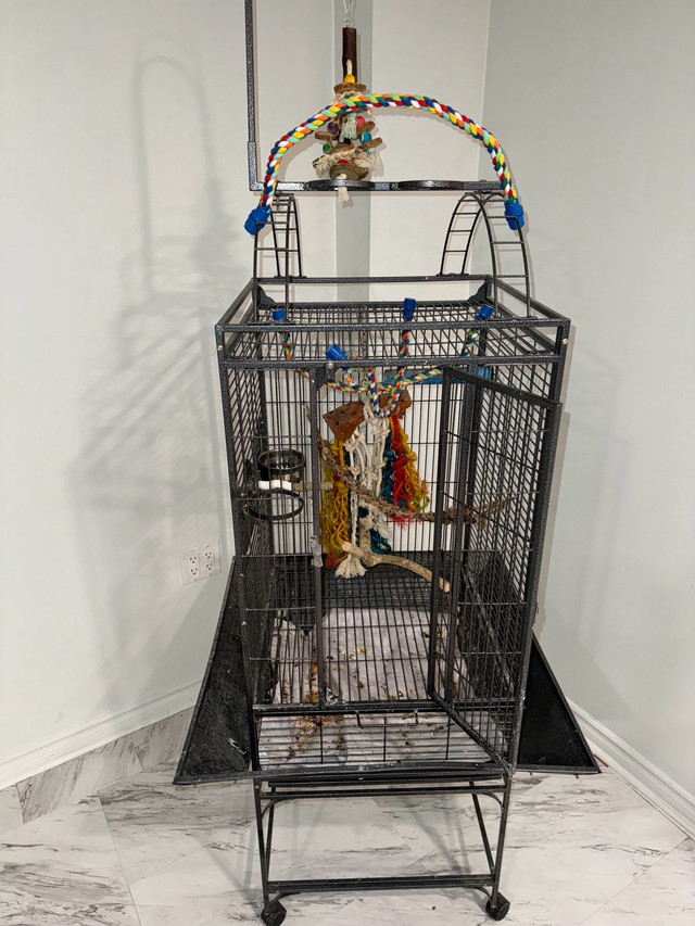 Two trained conures  in Birds for Rehoming in Mississauga / Peel Region - Image 4