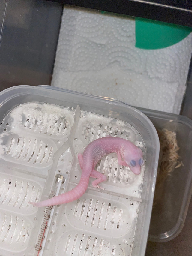 Leopard geckos in Reptiles & Amphibians for Rehoming in Mississauga / Peel Region - Image 3