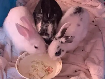 bunnies in need of home, View more