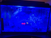 Aquarium 10 gallons tout équipé, avec GloFish et Guppy inclus