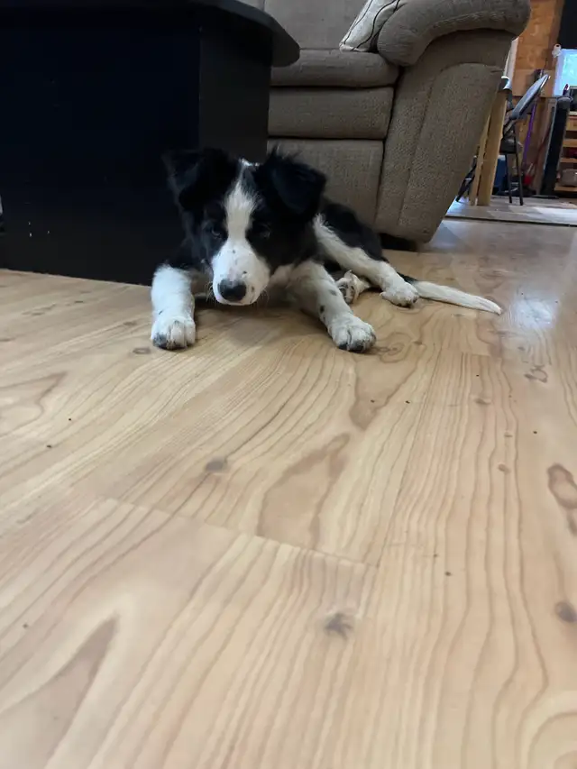 Jeune femelle border collie in Dogs & Puppies for Rehoming in Laval / North Shore - Image 5