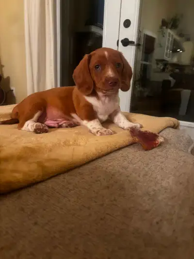 Beautiful Male Dachshund Puppy – Ready for His Forever Home, View more