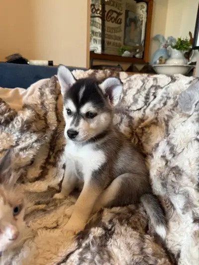 1 boy left! Pomsky puppies!, View more