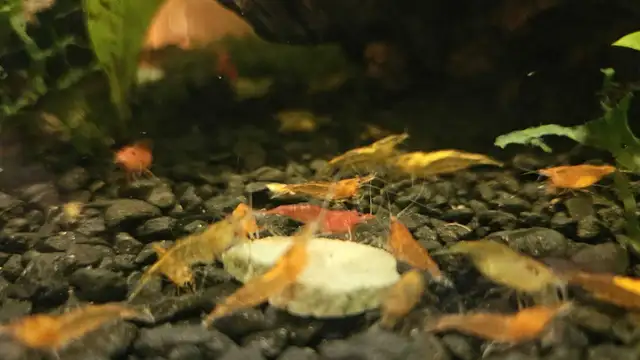Neo shrimp - fire red, sunkist and yellow mixed in Fish for Rehoming in Richmond - Image 5