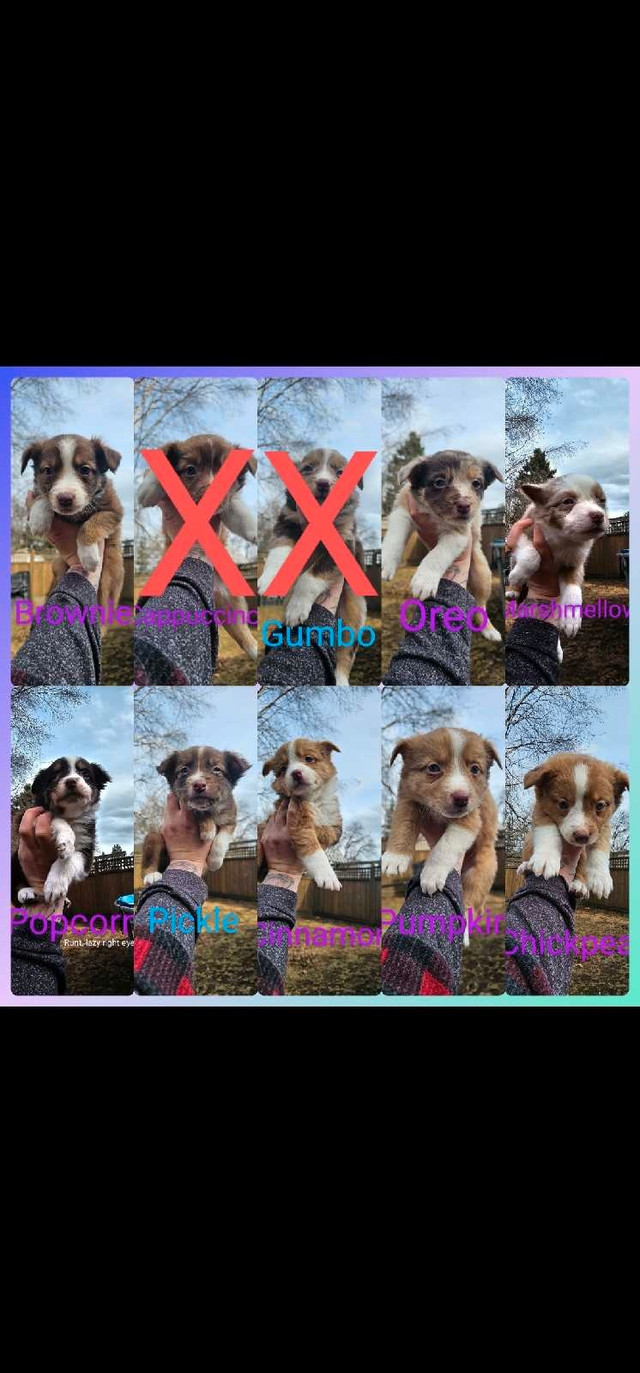 Ausi-Collie Cross Puppies in Dogs & Puppies for Rehoming in Prince George