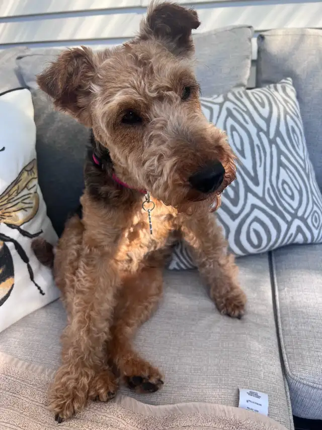 Welsh Terrier-  Female in Dogs & Puppies for Rehoming in Laval / North Shore - Image 7