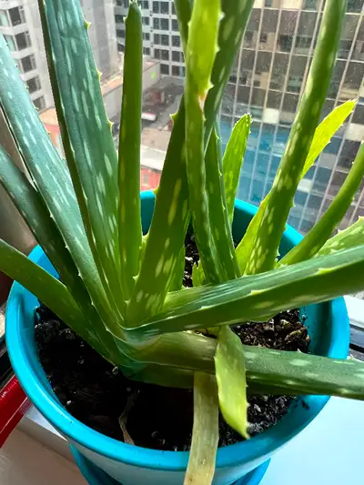 Aloe Plant, View more