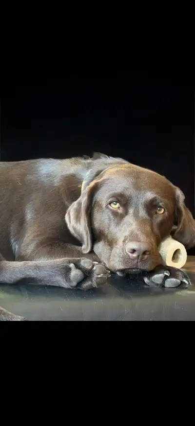 chocolate lab puppies for sale, View more