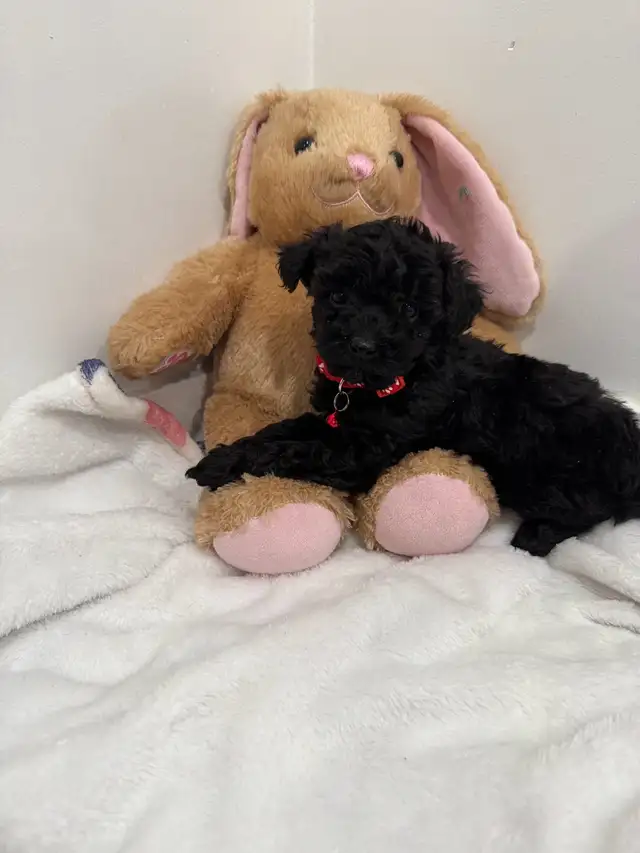 toy poodle caniche toy in Dogs & Puppies for Rehoming in Ottawa - Image 3